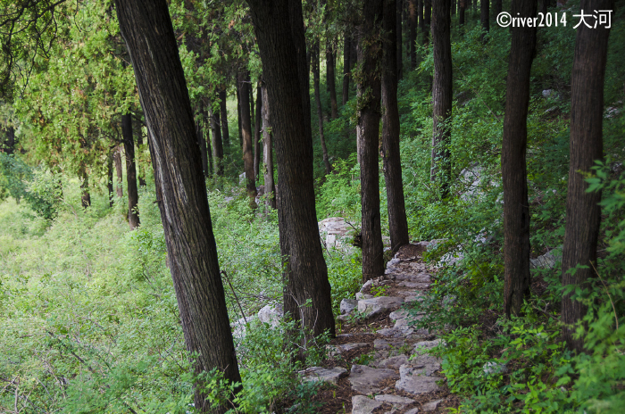 四门塔旁边的这一株古松,名为九顶松,种植于东汉时期,距今已有2000多