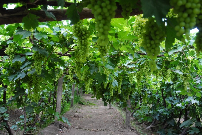 提到吐鲁番,人们首先会想倒葡萄园,在去坎儿井的道路两旁,一片片葡萄