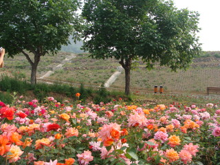 蔡家洼玫瑰风情园