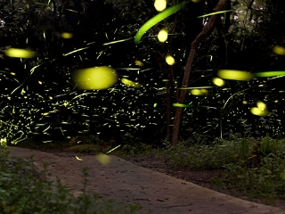 广州南湖萤火虫花园