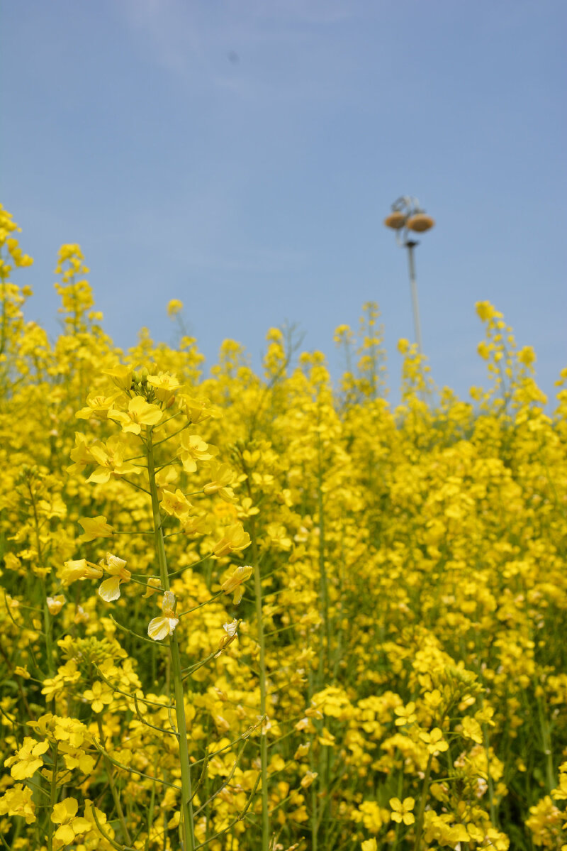 【安徽界首油菜花半日游】在家乡,抓住那油菜花的尾巴