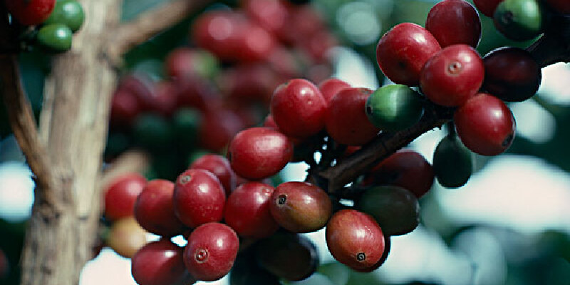 想去0bungoma邦戈马肯尼亚豆邦戈马特产攻略>