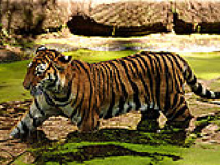 潘纳老虎国家动物园