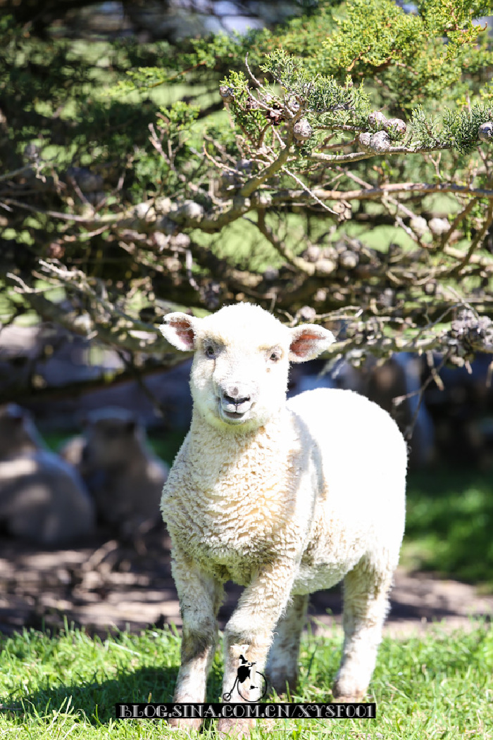 新西兰的羊驼很萌,胆子也很大,在所有绵羊跑得远远的时候,羊驼会向
