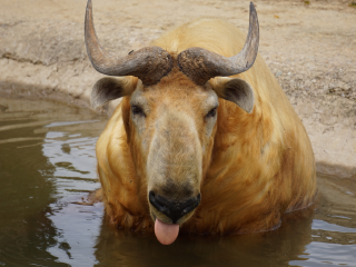 杭州野生动物世界