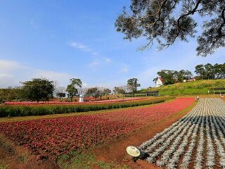大溪花海农场
