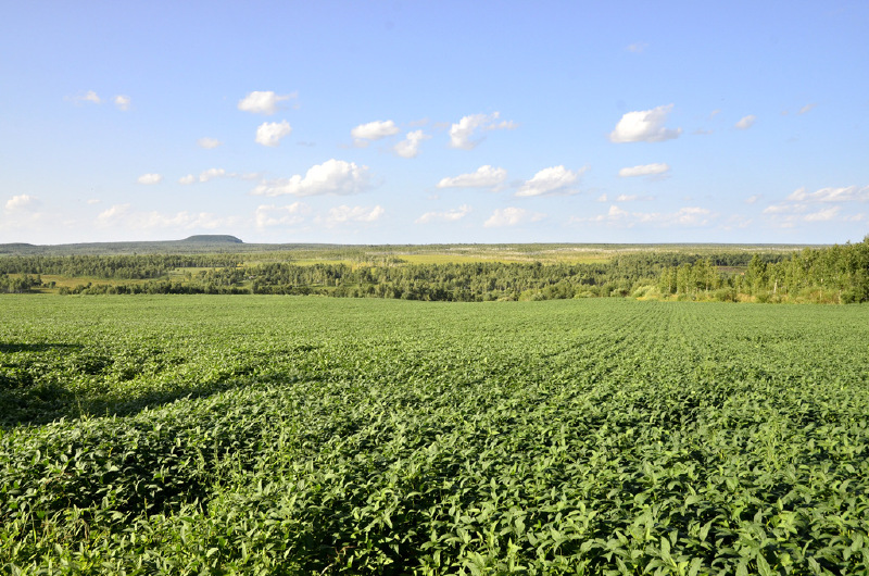 草甸子,是湿地的一种,小兴安岭的山很少有很高险山峰,山间的洼地就会