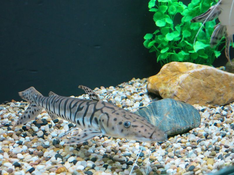 这是虎鲶,俗名虎皮鸭嘴,原产地亚马孙河