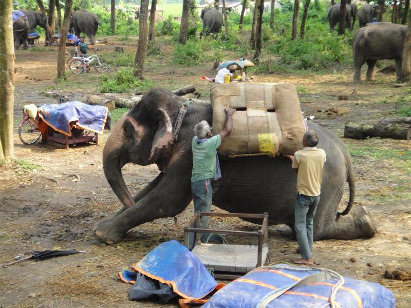 在写字楼里关久了,看大象忙忙碌碌干活,发发呆就觉得很舒适,河边有