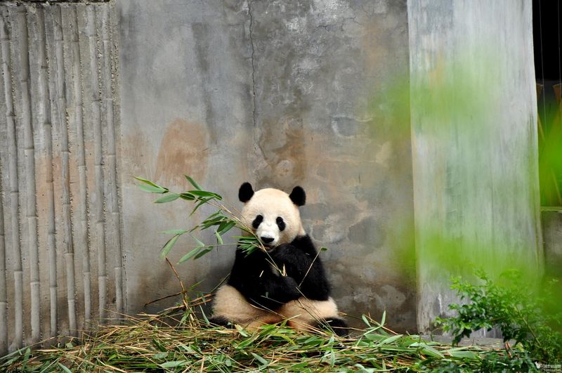 小深深儿熊猫时期图片