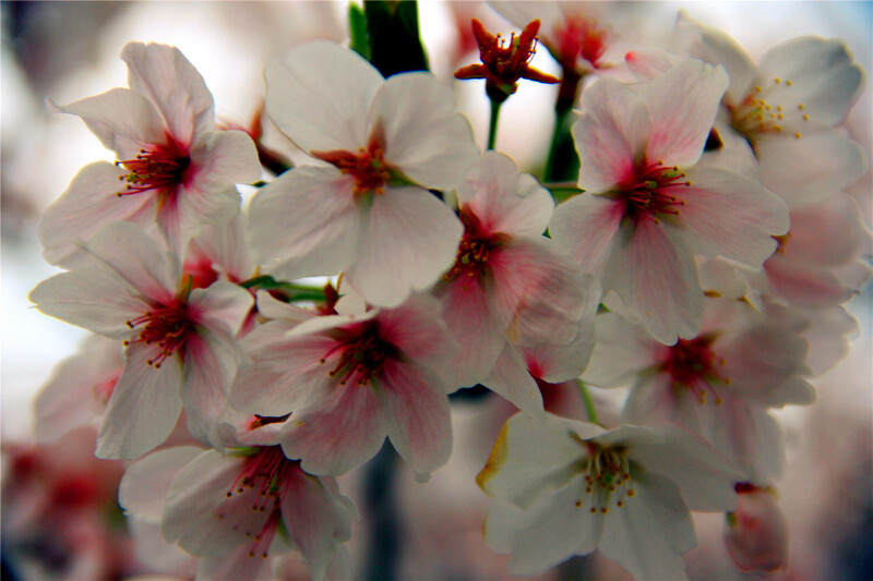 东渡扶桑 东瀛撒欢