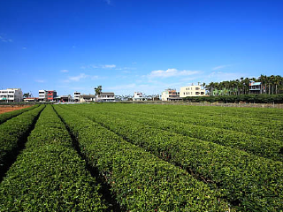 八卦山青山茶园