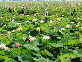 鑫农湖荷花湿地公园
