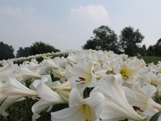 成都石象湖景区