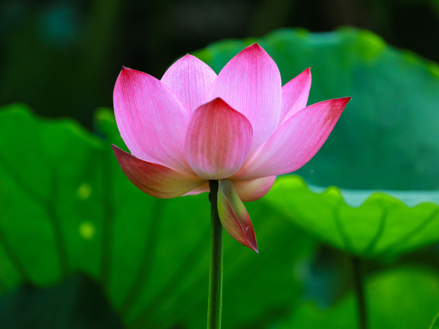  杭州西湖-苏州狮子林-上海东方明珠3日游>享受苏州园林 古镇水乡风情