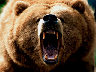 一只熊站着吼叫表情包图片