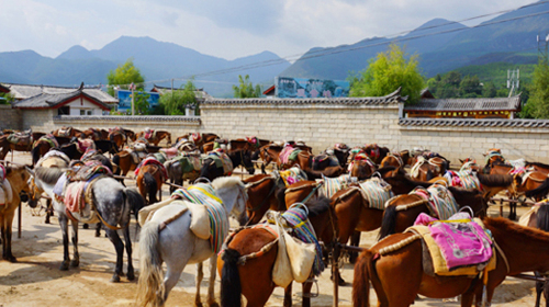 拉市海美泉马场