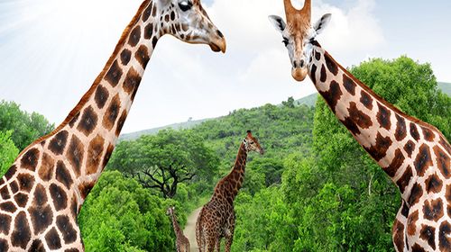  南非8日遊>野生動物園,世界盃主會場,國航_日照出發_途牛