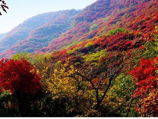 红叶谷枫叶-长白山天池-吉林双飞4日游>醉美秋色(当地游)